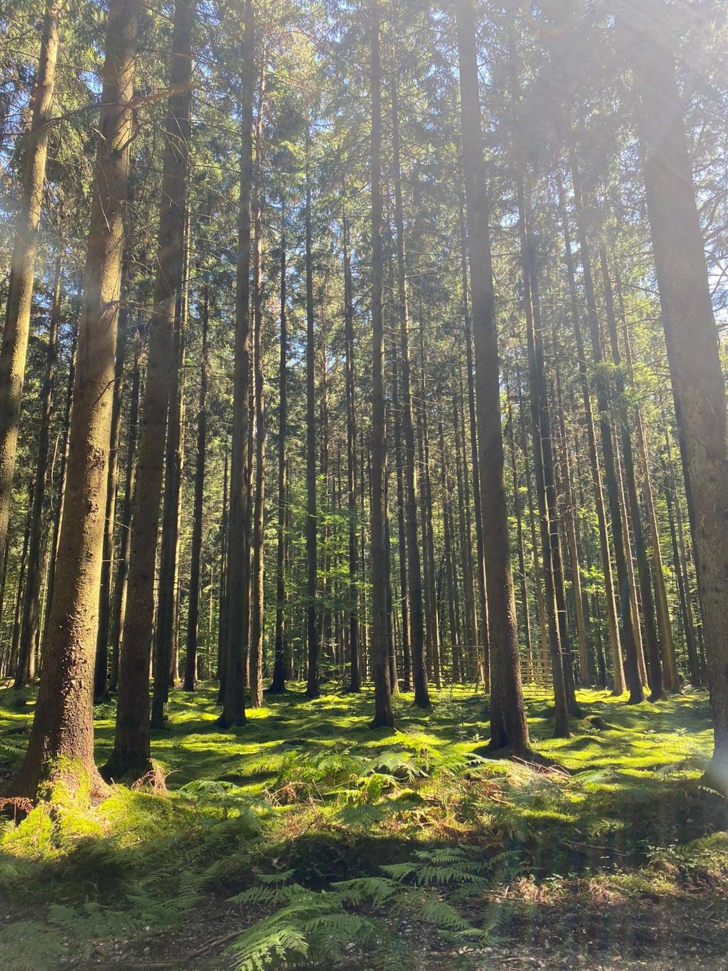 Ferienhaus Vulkaneifel Abtei Himmerod Großlittgen Esterno foto